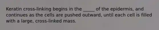 Keratin cross-linking begins in the _____ of the epidermis, and continues as the cells are pushed outward, until each cell is filled with a large, cross-linked mass.