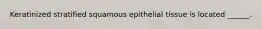 Keratinized stratified squamous epithelial tissue is located ______.