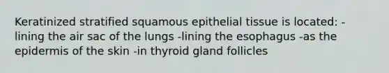 Keratinized stratified squamous <a href='https://www.questionai.com/knowledge/k7dms5lrVY-epithelial-tissue' class='anchor-knowledge'>epithelial tissue</a> is located: -lining the air sac of the lungs -lining <a href='https://www.questionai.com/knowledge/kSjVhaa9qF-the-esophagus' class='anchor-knowledge'>the esophagus</a> -as <a href='https://www.questionai.com/knowledge/kBFgQMpq6s-the-epidermis' class='anchor-knowledge'>the epidermis</a> of the skin -in thyroid gland follicles