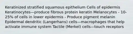 Keratinized stratified squamous epithelium Cells of epidermis Keratinocytes—produce fibrous protein keratin Melanocytes - 10-25% of cells in lower epidermis - Produce pigment melanin Epidermal dendritic (Langerhans) cells—macrophages that help activate immune system Tactile (Merkel) cells—touch receptors