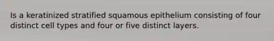 Is a keratinized stratified squamous epithelium consisting of four distinct cell types and four or five distinct layers.