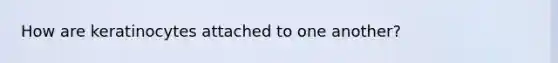 How are keratinocytes attached to one another?