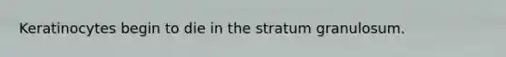 Keratinocytes begin to die in the stratum granulosum.