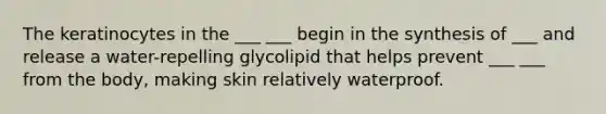 The keratinocytes in the ___ ___ begin in the synthesis of ___ and release a water-repelling glycolipid that helps prevent ___ ___ from the body, making skin relatively waterproof.