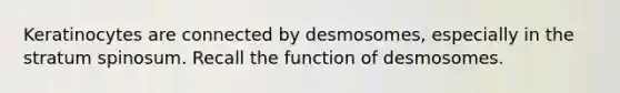 Keratinocytes are connected by desmosomes, especially in the stratum spinosum. Recall the function of desmosomes.