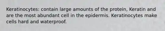 Keratinocytes: contain large amounts of the protein, Keratin and are the most abundant cell in the epidermis. Keratinocytes make cells hard and waterproof.