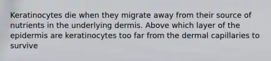 Keratinocytes die when they migrate away from their source of nutrients in the underlying dermis. Above which layer of the epidermis are keratinocytes too far from the dermal capillaries to survive