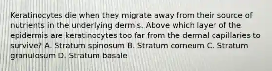 Keratinocytes die when they migrate away from their source of nutrients in the underlying dermis. Above which layer of the epidermis are keratinocytes too far from the dermal capillaries to survive? A. Stratum spinosum B. Stratum corneum C. Stratum granulosum D. Stratum basale