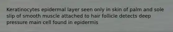 Keratinocytes epidermal layer seen only in skin of palm and sole slip of smooth muscle attached to hair follicle detects deep pressure main cell found in epidermis