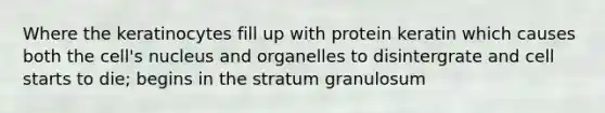 Where the keratinocytes fill up with protein keratin which causes both the cell's nucleus and organelles to disintergrate and cell starts to die; begins in the stratum granulosum