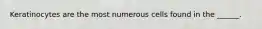 Keratinocytes are the most numerous cells found in the ______.