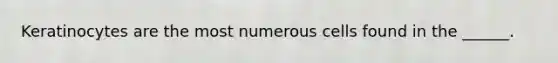 Keratinocytes are the most numerous cells found in the ______.
