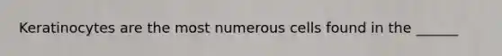 Keratinocytes are the most numerous cells found in the ______