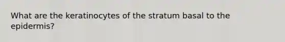 What are the keratinocytes of the stratum basal to <a href='https://www.questionai.com/knowledge/kBFgQMpq6s-the-epidermis' class='anchor-knowledge'>the epidermis</a>?