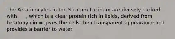 The Keratinocytes in the Stratum Lucidum are densely packed with ___, which is a clear protein rich in lipids, derived from keratohyalin = gives the cells their transparent appearance and provides a barrier to water