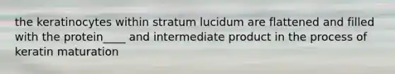 the keratinocytes within stratum lucidum are flattened and filled with the protein____ and intermediate product in the process of keratin maturation