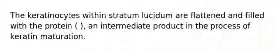 The keratinocytes within stratum lucidum are flattened and filled with the protein ( ), an intermediate product in the process of keratin maturation.