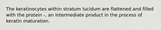 The keratinocytes within stratum lucidum are flattened and filled with the protein -, an intermediate product in the process of keratin maturation.