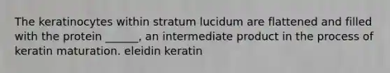 The keratinocytes within stratum lucidum are flattened and filled with the protein ______, an intermediate product in the process of keratin maturation. eleidin keratin