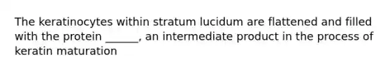 The keratinocytes within stratum lucidum are flattened and filled with the protein ______, an intermediate product in the process of keratin maturation