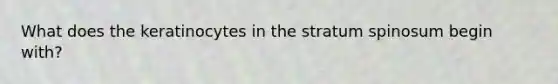 What does the keratinocytes in the stratum spinosum begin with?