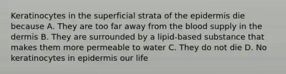 Keratinocytes in the superficial strata of the epidermis die because A. They are too far away from the blood supply in the dermis B. They are surrounded by a lipid-based substance that makes them more permeable to water C. They do not die D. No keratinocytes in epidermis our life