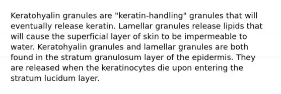 Keratohyalin granules are "keratin-handling" granules that will eventually release keratin. Lamellar granules release lipids that will cause the superficial layer of skin to be impermeable to water. Keratohyalin granules and lamellar granules are both found in the stratum granulosum layer of the epidermis. They are released when the keratinocytes die upon entering the stratum lucidum layer.