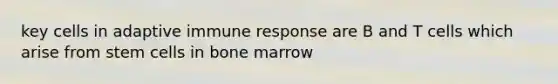 key cells in adaptive immune response are B and T cells which arise from stem cells in bone marrow