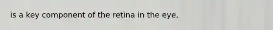 is a key component of the retina in the eye,