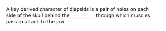 A key derived character of diapsids is a pair of holes on each side of the skull behind the __________ through which muscles pass to attach to the jaw