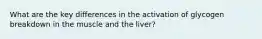 What are the key differences in the activation of glycogen breakdown in the muscle and the liver?