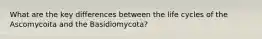 What are the key differences between the life cycles of the Ascomycoita and the Basidiomycota?