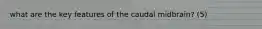 what are the key features of the caudal midbrain? (5)