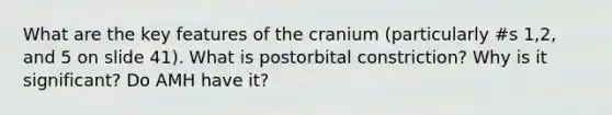 What are the key features of the cranium (particularly #s 1,2, and 5 on slide 41). What is postorbital constriction? Why is it significant? Do AMH have it?