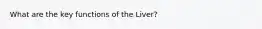 What are the key functions of the Liver?