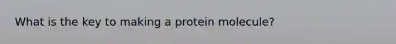 What is the key to making a protein molecule?