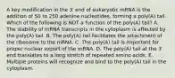 A key modification in the 3′ end of eukaryotic mRNA is the addition of 50 to 250 adenine nucleotides, forming a poly(A) tail. Which of the following is NOT a function of the poly(A) tail? A. The stability of mRNA transcripts in the cytoplasm is affected by the poly(A) tail. B. The poly(A) tail facilitates the attachment of the ribosome to the mRNA. C. The poly(A) tail is important for proper nuclear export of the mRNA. D. The poly(A) tail at the 3′ end translates to a long stretch of repeated amino acids. E. Multiple proteins will recognize and bind to the poly(A) tail in the cytoplasm.