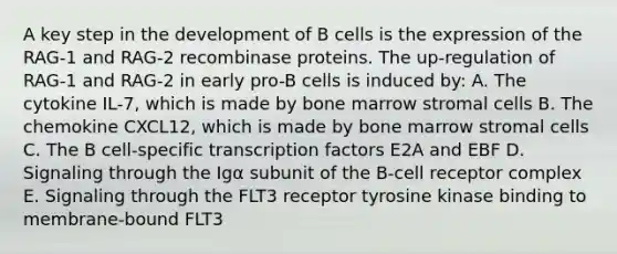 A key step in the development of B cells is the expression of the RAG-1 and RAG-2 recombinase proteins. The up-regulation of RAG-1 and RAG-2 in early pro-B cells is induced by: A. The cytokine IL-7, which is made by bone marrow stromal cells B. The chemokine CXCL12, which is made by bone marrow stromal cells C. The B cell-specific transcription factors E2A and EBF D. Signaling through the Igα subunit of the B-cell receptor complex E. Signaling through the FLT3 receptor tyrosine kinase binding to membrane-bound FLT3