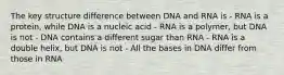 The key structure difference between DNA and RNA is - RNA is a protein, while DNA is a nucleic acid - RNA is a polymer, but DNA is not - DNA contains a different sugar than RNA - RNA is a double helix, but DNA is not - All the bases in DNA differ from those in RNA