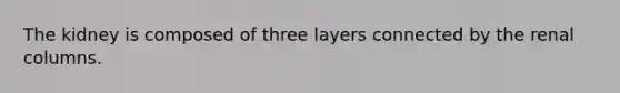 The kidney is composed of three layers connected by the renal columns.