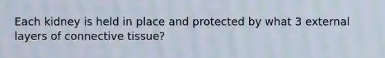 Each kidney is held in place and protected by what 3 external layers of connective tissue?