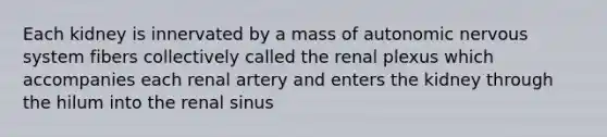 Each kidney is innervated by a mass of autonomic nervous system fibers collectively called the renal plexus which accompanies each renal artery and enters the kidney through the hilum into the renal sinus