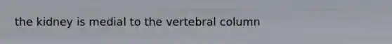 the kidney is medial to the vertebral column