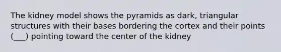 The kidney model shows the pyramids as dark, triangular structures with their bases bordering the cortex and their points (___) pointing toward the center of the kidney