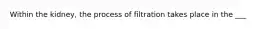 Within the kidney, the process of filtration takes place in the ___