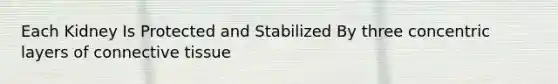 Each Kidney Is Protected and Stabilized By three concentric layers of <a href='https://www.questionai.com/knowledge/kYDr0DHyc8-connective-tissue' class='anchor-knowledge'>connective tissue</a>