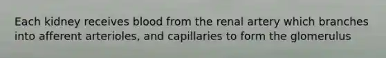 Each kidney receives blood from the renal artery which branches into afferent arterioles, and capillaries to form the glomerulus