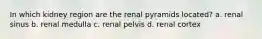 In which kidney region are the renal pyramids located? a. renal sinus b. renal medulla c. renal pelvis d. renal cortex