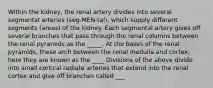 Within the kidney, the renal artery divides into several segmental arteries (seg-MEN-tal), which supply different segments (areas) of the kidney. Each segmental artery gives off several branches that pass through the renal columns between the renal pyramids as the _____. At the bases of the renal pyramids, these arch between the renal medulla and cortex; here they are known as the ____ Divisions of the above divide into small cortical radiate arteries that extend into the renal cortex and give off branches called ___