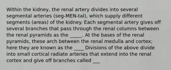 Within the kidney, the renal artery divides into several segmental arteries (seg-MEN-tal), which supply different segments (areas) of the kidney. Each segmental artery gives off several branches that pass through the renal columns between the renal pyramids as the _____. At the bases of the renal pyramids, these arch between the renal medulla and cortex; here they are known as the ____ Divisions of the above divide into small cortical radiate arteries that extend into the renal cortex and give off branches called ___